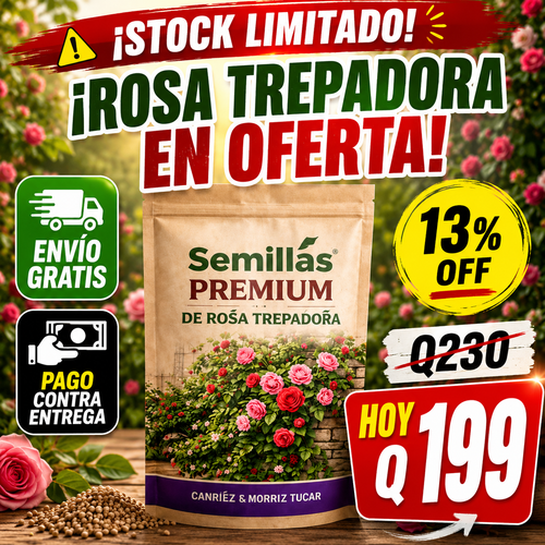 OFERTA LIMITADA - Semillas de Rosas Trepadoras + ENVIO GRATIS 🚚