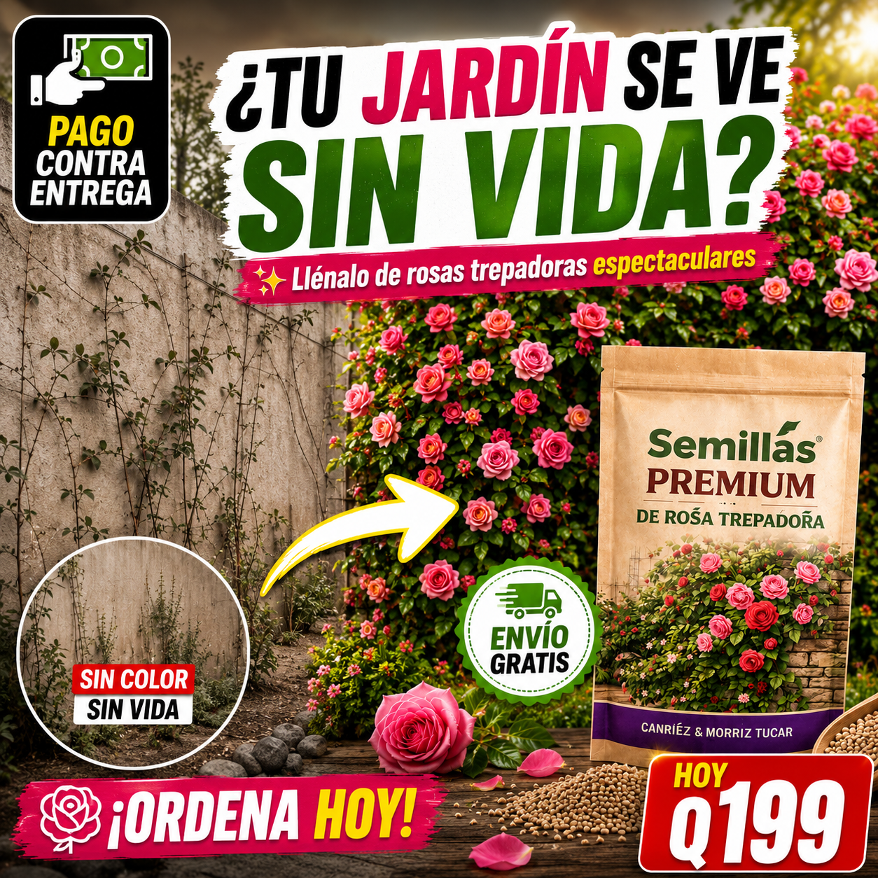 OFERTA LIMITADA - Semillas de Rosas Trepadoras + ENVIO GRATIS 🚚